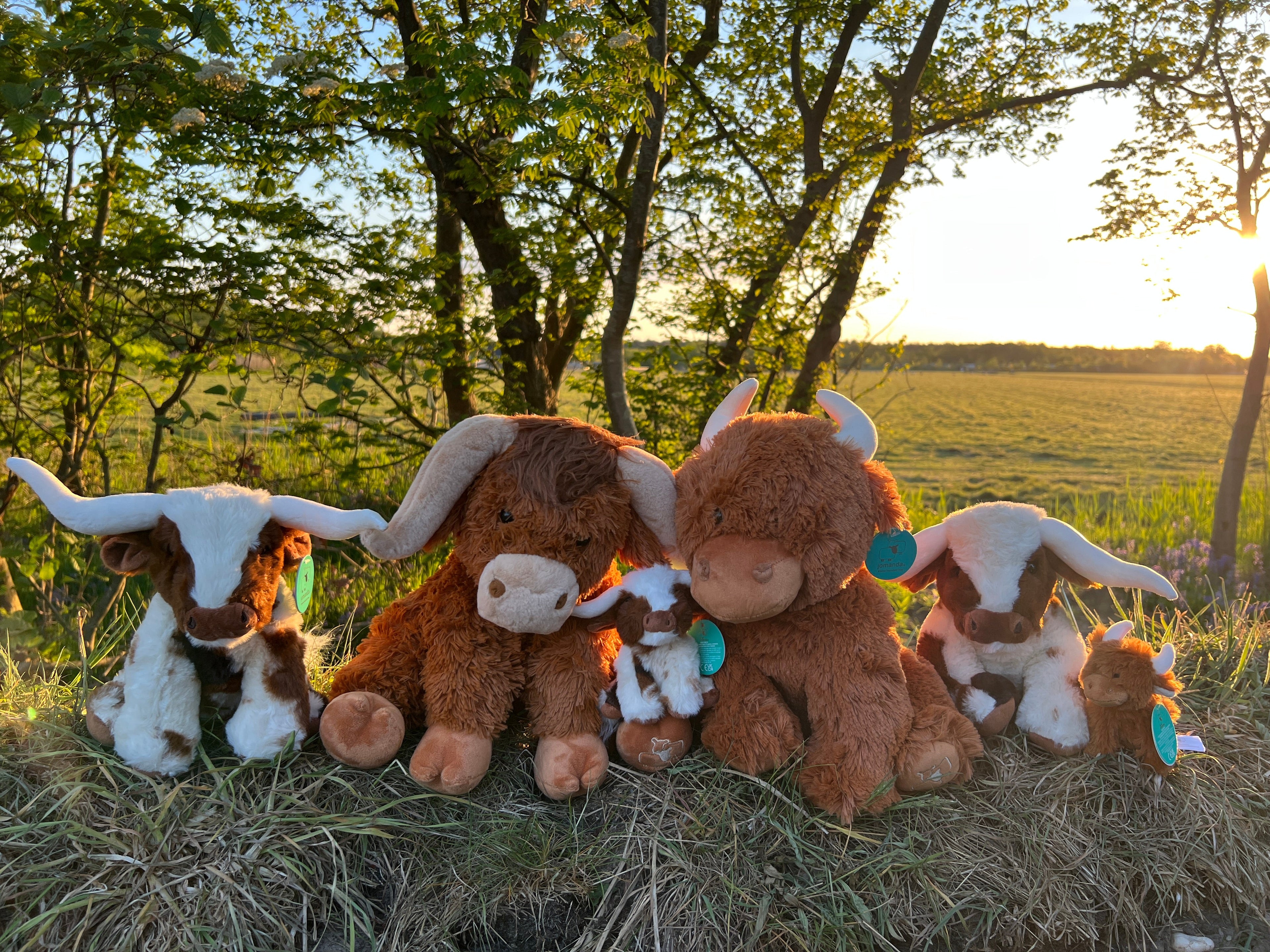 Schotse Hooglanders